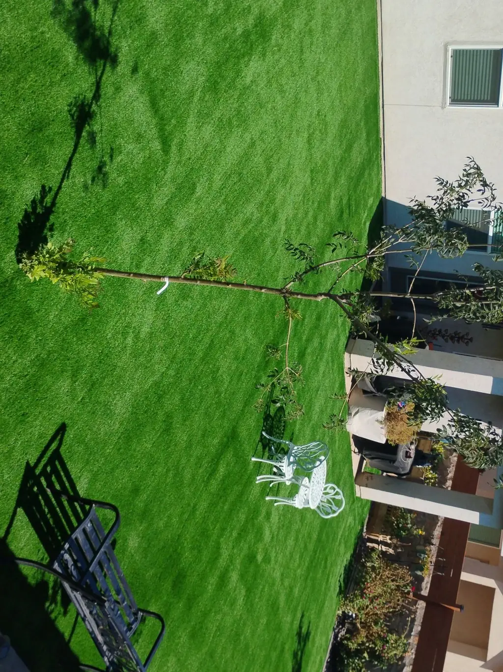 Instalación de césped en patio trasero con árbol joven y juego de bistró